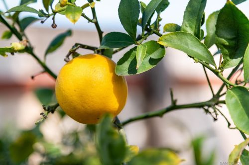 7221 Stratus Ct, San Diego CA  92120-2159 exterior