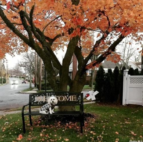 690 Tulip Ave, Floral Park NY  11001-3754 exterior