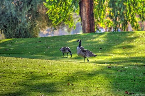 24605 Trevino Dr, Santa Clarita CA  91355-2816 exterior